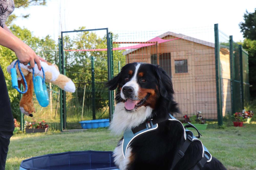 chenil chien à Saint-Denis-de-Pile