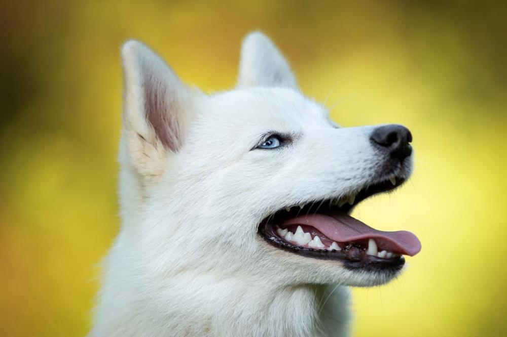 élevage Pomsky à Saint-Denis-de-Pile