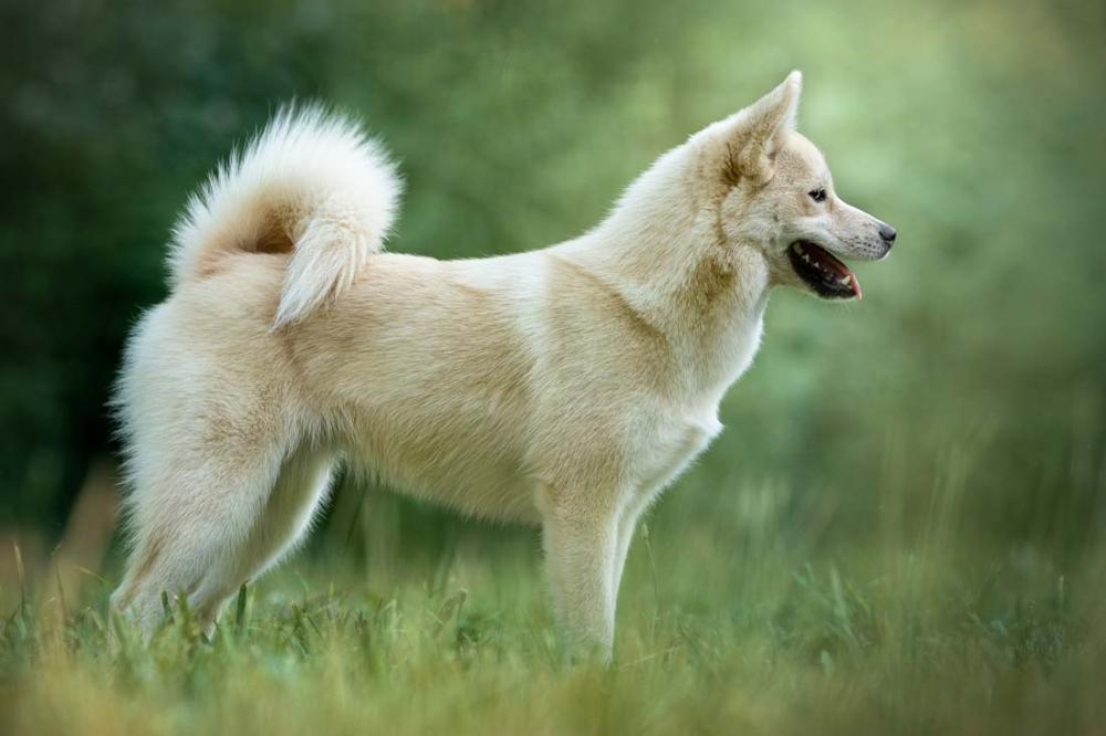 vente Pomsky à Saint-Denis-de-Pile