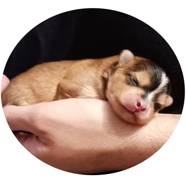 vente de chiot Pomsky à Saint-Denis-de-Pile