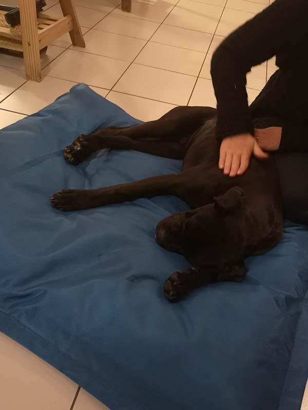 massage Canin à Saint-Denis-de-Pile