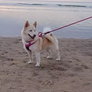 balade pour chien à Saint-Denis-de-Pile