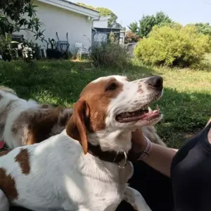 pension canine à Saint-Denis-de-Pile