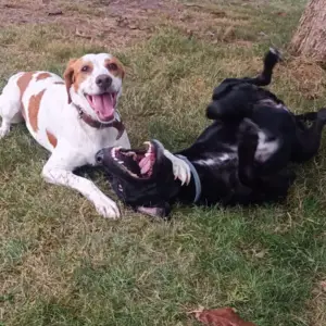 Elevage et pension canine à Saint-Denis-de-Pile1