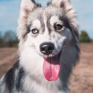 Husky à Saint-Denis-de-Pile