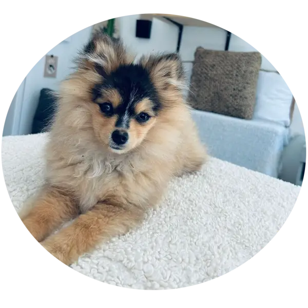 Les portées de chiots tokyo pomsky adulte à Saint-Denis-de-Pile