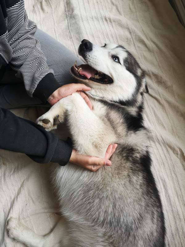 massage pour chien à Saint-Denis-de-Pile